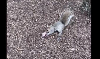 木から落ちてしまったリスの赤ちゃん。そのピンチにママが颯爽と駆けつけ救出します!!【アメリカ・動画】