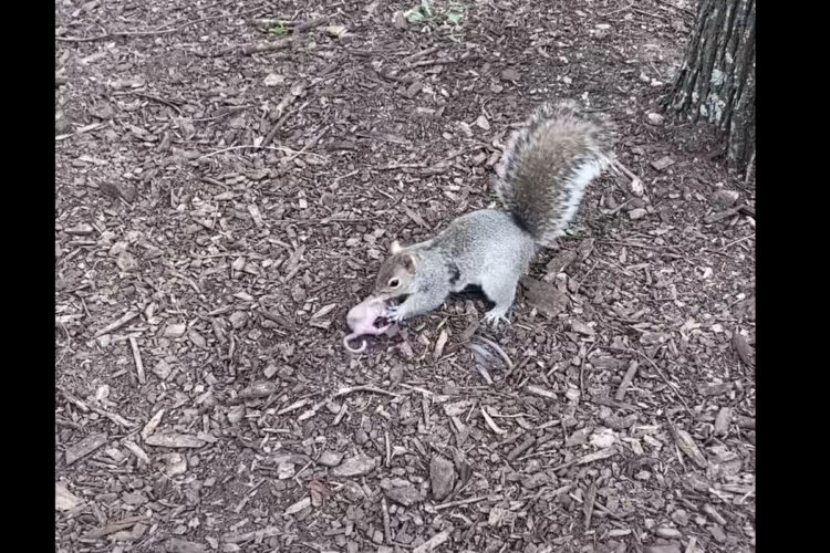 木から落ちてしまったリスの赤ちゃん。そのピンチにママが颯爽と駆けつけ救出します！！【アメリカ・動画】