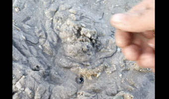 ビーチでビックリな出会い!波打ち際になにかいる!と砂浜を掘り返してみるとそこには巨大な貝!?【海外・動画】