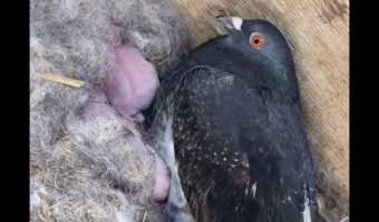 ハトのオスが我が子のように大事に守っているのは・・・、なんとウサギの赤ちゃん？！【海外・動画】