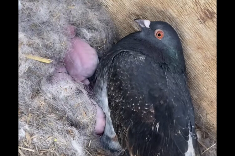ハトのオスが我が子のように大事に守っているのは・・・、なんとウサギの赤ちゃん？！【海外・動画】