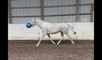 楽しくボール遊びを始めた馬。しかし渡して1分もかからぬうちに・・・