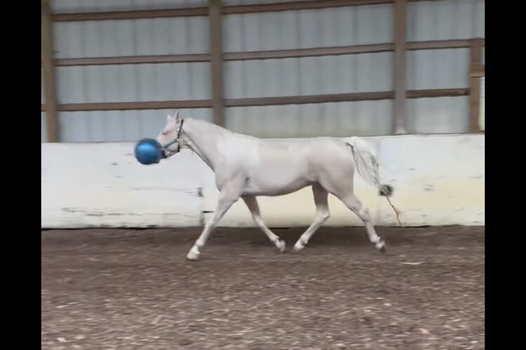 楽しくボール遊びを始めた馬。しかし渡して1分もかからぬうちに・・・