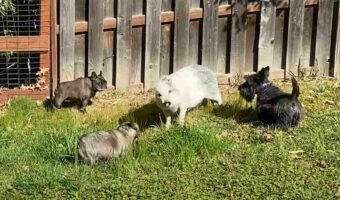 わちゃわちゃして遊ぶ小型犬たち。その中に子ブタの姿もありますが・・。自分を犬だと思ってる??