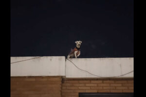 まるでイリュージョン！？屋上にいる犬が移動すると・・猫に変身した！？！？！？【海外・動画】