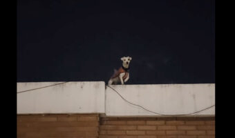 まるでイリュージョン!?屋上にいる犬が移動すると・・猫に変身した!?!?!?【海外・動画】