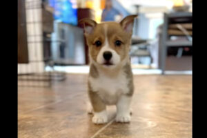 コーギーの子犬はカメラが気になる？かわいい足音を立てながらやってくる姿の癒やし力が高すぎる！！【アメリカ・動画】