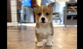 コーギーの子犬はカメラが気になる?かわいい足音を立てながらやってくる姿の癒やし力が高すぎる!!【アメリカ・動画】