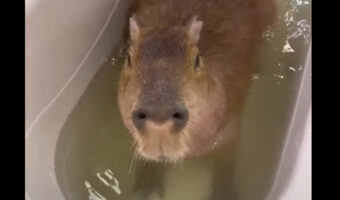 カピバラのバスタイム。バスタブに浸かりながら食事ももらってごきげんそう!!【海外・動画】