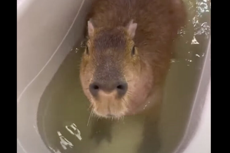 カピバラのバスタイム。バスタブに浸かりながら食事ももらってごきげんそう！！【海外・動画】