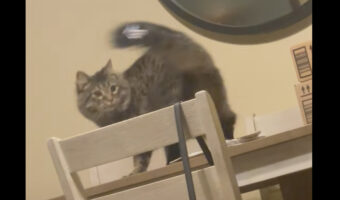 自分のしっぽを追いかけてグルグル。なにかが付いていて気になるようですが・・、目がまわっちゃった！？【海外・動画】