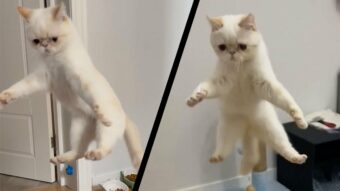 ピョンピョン飛び跳ねる猫。飼い主さんの手の動きを合図に華麗なモーニングルーティーンを披露！！