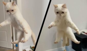 ピョンピョン飛び跳ねる猫。飼い主さんの手の動きを合図に華麗なモーニングルーティーンを披露!!