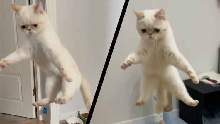 ピョンピョン飛び跳ねる猫。飼い主さんの手の動きを合図に華麗なモーニングルーティーンを披露！！