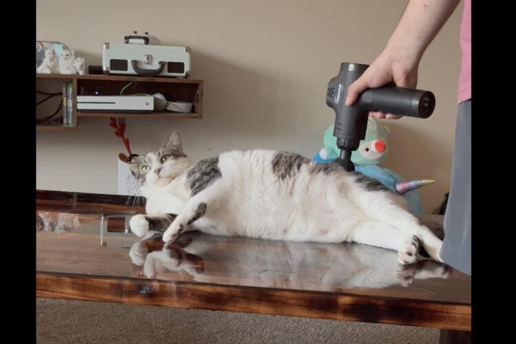 猫は至極のマッサージタイム中。マッサージガンを自分で抱えたりして全身マッサージしてもらいますが、夢中になりすぎたようで・・