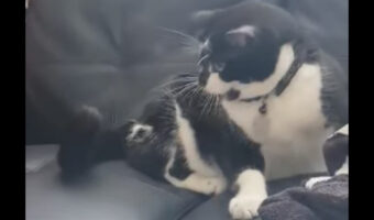 しっぽにビックリした?猫が自分のしっぽに猫パンチ!!【海外・動画】