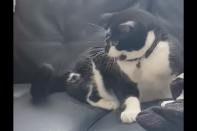 しっぽにビックリした？猫が自分のしっぽに猫パンチ！！【海外・動画】