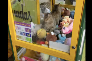 キャラクターもののぬいぐるみがたくさん入っているクレーンゲーム。だけどその中に雰囲気の異なる子が！！