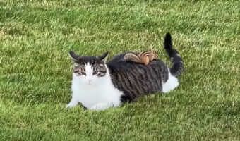 猫がリスを追いかけていたと思ったら・・、リスが猫の背中に乗ってパニックに陥らせて形勢逆転!?【アメリカ・動画】