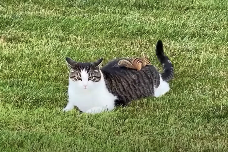 猫がリスを追いかけていたと思ったら・・、リスが猫の背中に乗ってパニックに陥らせて形勢逆転！？【アメリカ・動画】