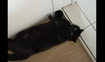 お外出ニャいで!ドアを塞ぐようにして横になる愛猫に、飼い主さんは困った!!