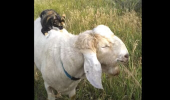 ヤギの背中でくつろぐ子猫。いいベッドなのか、ヤギの背中にほっぺをスリスリ【アメリカ・動画】