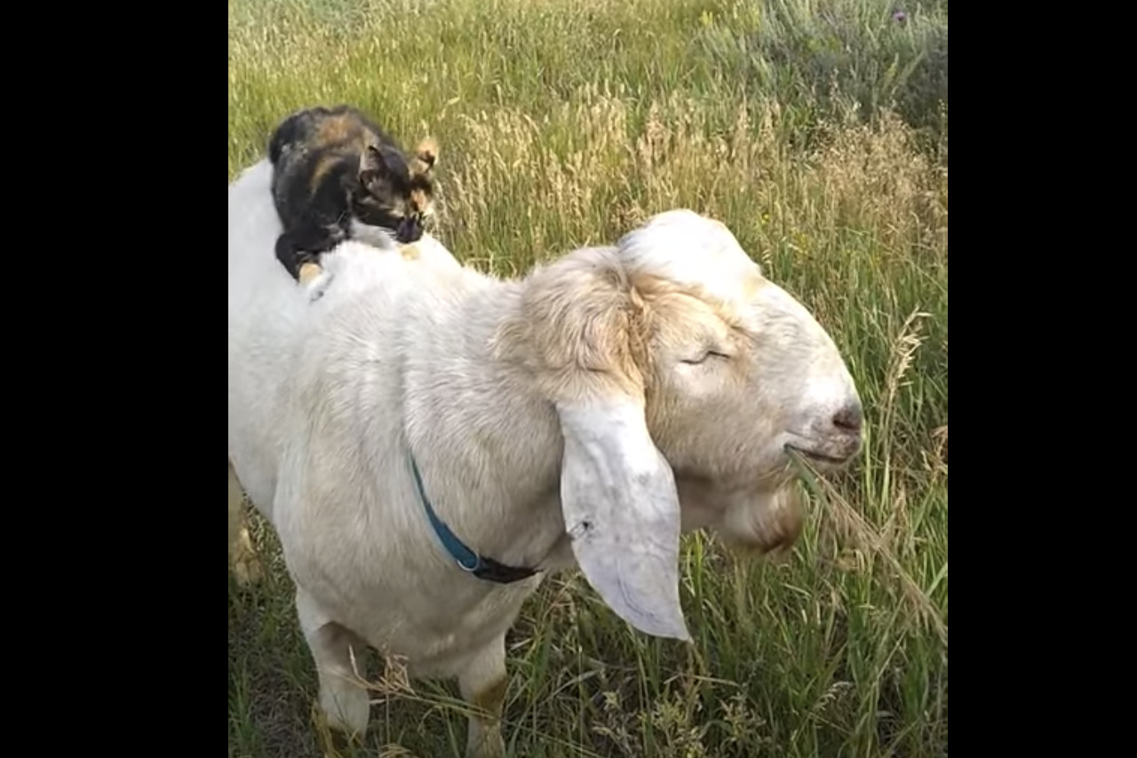 ヤギの背中でくつろぐ子猫。いいベッドなのか、ヤギの背中にほっぺをスリスリ【アメリカ・動画】