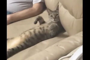 おじいちゃんとくつろぐ猫。ソファに仰向けになってのんびりしています【海外・動画】