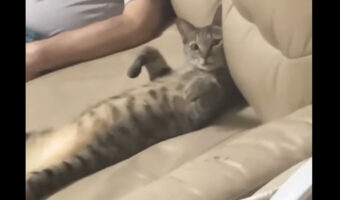 おじいちゃんとくつろぐ猫。ソファに仰向けになってのんびりしています【海外・動画】