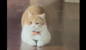 抱っこしていたの?床に伏せてじっと動かない猫がその場から移動したら・・、ある事実にビックリ!!【アメリカ・動画】