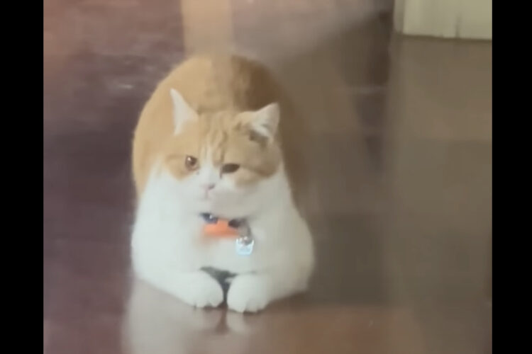 抱っこしていたの？床に伏せてじっと動かない猫がその場から移動したら・・、ある事実にビックリ！！【アメリカ・動画】