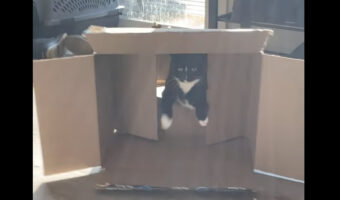 ダンボールに潜り込もうとした猫にピンチ!?底の隙間から入り込もうとしたらおしりがつっかえた!?【アメリカ・動画】