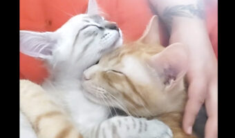 寝ている2匹の猫がお互いにギュ！ハグしながら眠っている姿が尊い【海外・動画】