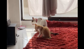 食後の子猫たちは息ピッタリ！顔を洗う動きが見事にシンクロしています！！【海外・動画】