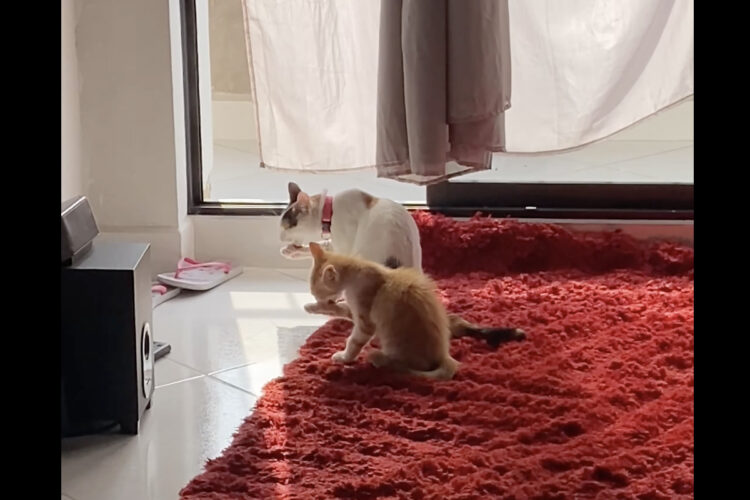 食後の子猫たちは息ピッタリ！顔を洗う動きが見事にシンクロしています！！【海外・動画】