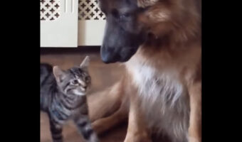 初めて会った子猫にすぐ懐かれちゃったの!?ジャーマンシェパードと子猫が顔を寄せ合う姿が愛らしい