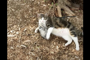 猫が愛してやまない、小柄なウサギがピクリとも動かない！！その意外な正体とは？？【アメリカ・動画】