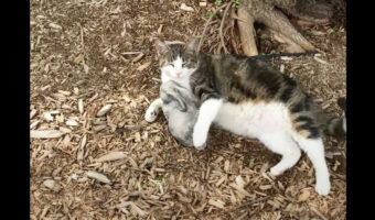 猫が愛してやまない、小柄なウサギがピクリとも動かない！！その意外な正体とは？？【アメリカ・動画】