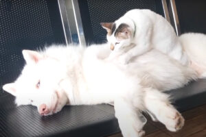 ハスキー犬の専属マッサージ師？猫が大きな体を一生懸命モミモミとマッサージ中！！【海外・動画】