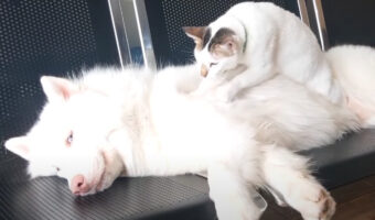 ハスキー犬の専属マッサージ師?猫が大きな体を一生懸命モミモミとマッサージ中!!【海外・動画】