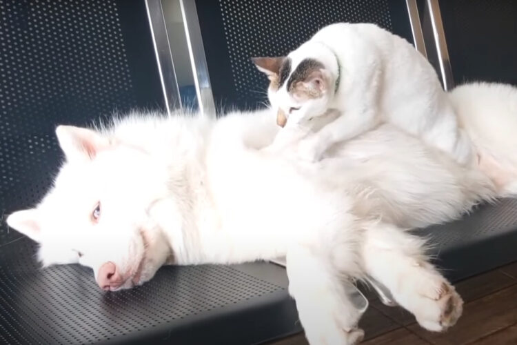 ハスキー犬の専属マッサージ師？猫が大きな体を一生懸命モミモミとマッサージ中！！【海外・動画】