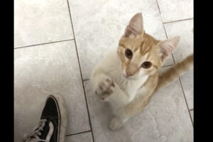 何が欲しいの？足元にすり寄ってきた猫が必死のちょうだいポーズ！！【海外・動画】
