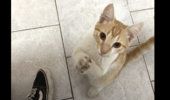 何が欲しいの?足元にすり寄ってきた猫が必死のちょうだいポーズ!!【海外・動画】