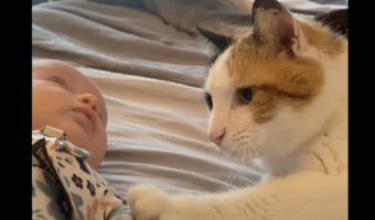 猫は新しい家族が気になる!赤ちゃんにおててを伸ばしたり、ほっぺにチューしたり!!