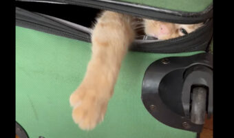 荷造りしたいのに・・、愛猫がスーツケースに潜り込んで自分の場所と熱く主張しています!!【アメリカ・動画】