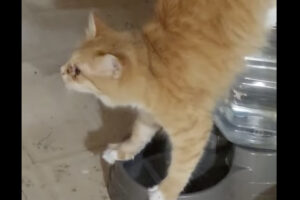 どちらにせよビックリ！猫が逆立ちをしている！？と思ったら・・水を飲んでいる途中だったんです！！【アメリカ・動画】