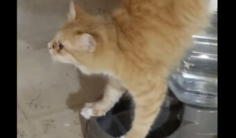 どちらにせよビックリ！猫が逆立ちをしている！？と思ったら・・水を飲んでいる途中だったんです！！【アメリカ・動画】
