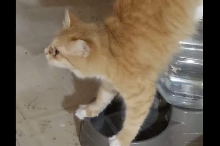 どちらにせよビックリ！猫が逆立ちをしている！？と思ったら・・水を飲んでいる途中だったんです！！【アメリカ・動画】