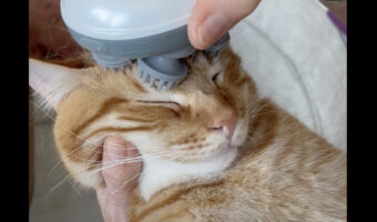 ヘッドマッサージ中の猫。うっとりしちゃって気持ちよさそう！！【アメリカ・動画】