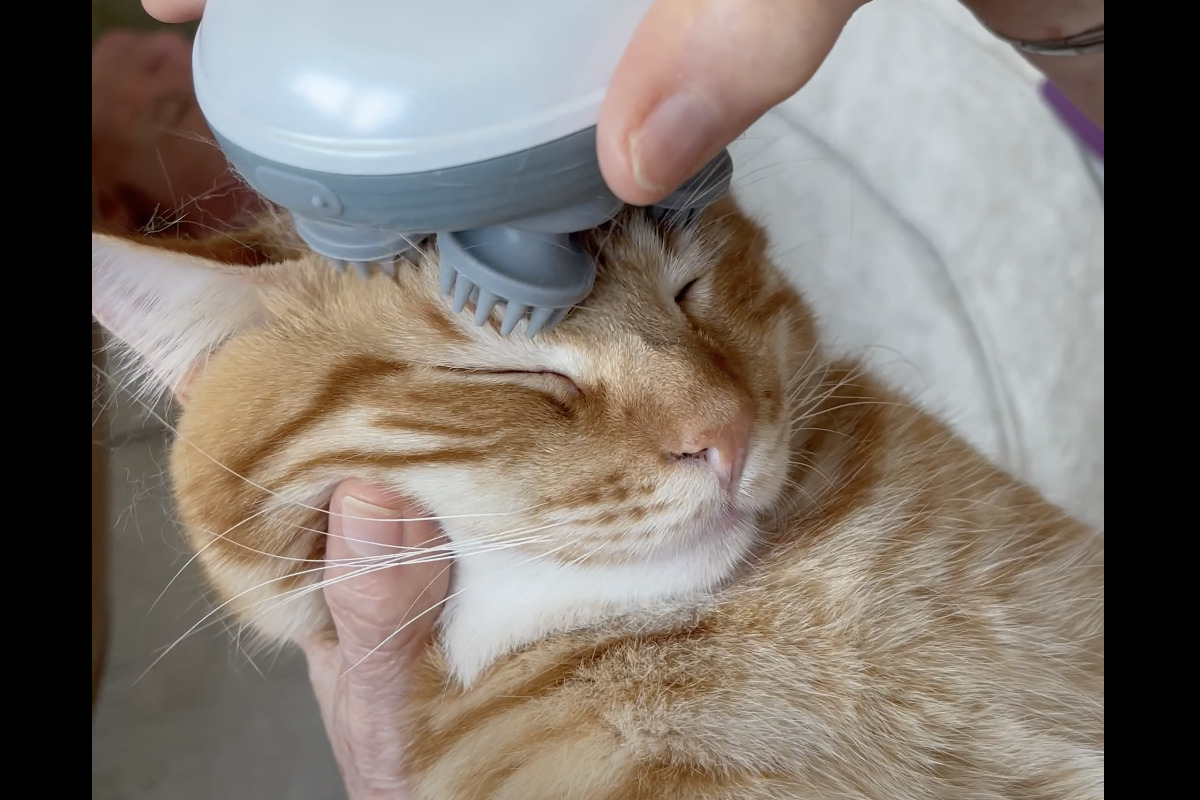ヘッドマッサージ中の猫。うっとりしちゃって気持ちよさそう!!【アメリカ・動画】